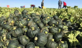 吃瓜爆料真的假的,真相还是谣言？揭秘网络传闻背后的真相